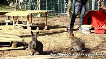 Carpi. Conigli in libertà «Vorremmo gestirli ma il Comune tace» - La Gazzetta di Modena
