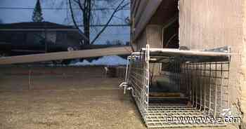 Hundreds of thousands spent on ongoing rat problem in St. Clair Shore - WXYZ 7 Action News Detroit