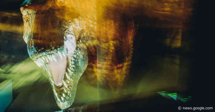 They Want to Break T. Rex Into 3 Species. Paleontologists Aren’t Pleased. - The New York Times