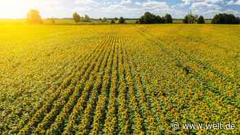 Ukraine war Hauptlieferant – jetzt droht der Preisschock beim Sonnenblumenöl