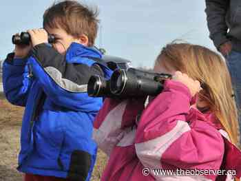 Staff at Lambton Heritage Museum watching skies for tundra swans - Sarnia Observer