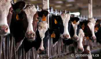 100 cattle perish in Warwick Township fire: Lambton County OPP - Global News