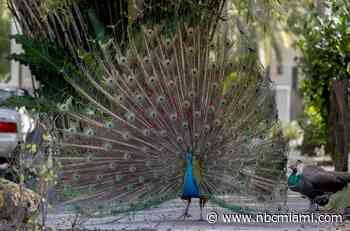 Peacocks in Miami: Should They Stay or Should They Go?