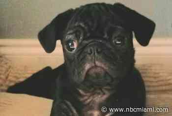 Ex-Girlfriend Tosses Man's Dog Off Condo Balcony in Florida: Police