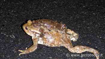 Volontari all'opera per salvare i rospi e i loro piccoli - LeccoToday