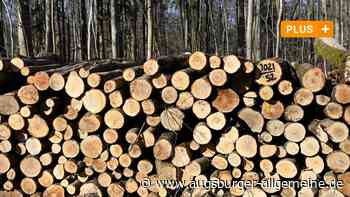 Massive Baumfällungen: Wird Augsburgs Stadtwald Opfer von Raubbau?