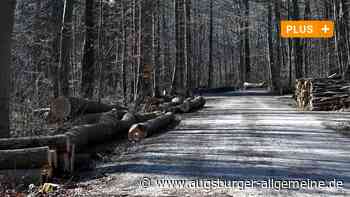 Dem Augsburger Stadtwald hilft Wut nicht