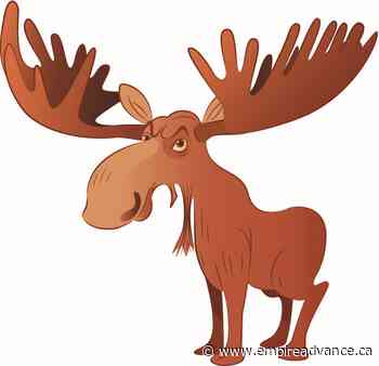 Moose 'movie' - right outside her Evergreen window - Virden Empire Advance