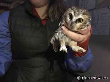 Northern Saw Whet owls banded and tracked in Tofield area - Global News