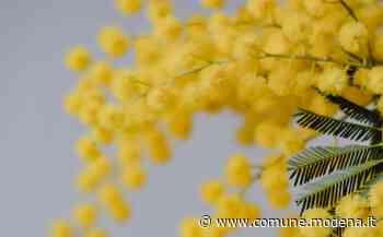 Camminata della mimosa - Comune di Modena
