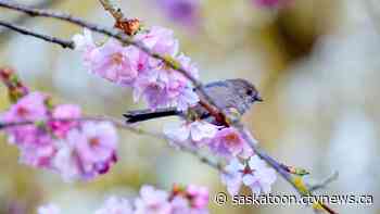 Here's why Sask. will likely see a cool start to spring