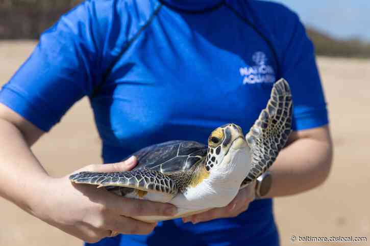 Baltimore’s National Aquarium Rescues And Returns 15 Cold-Stunned Turtles