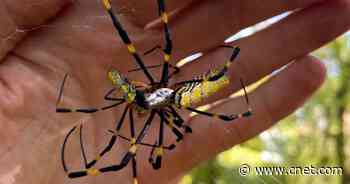 No Need to Squish Vivid, Invasive Joro Spiders, Researchers Say     - CNET