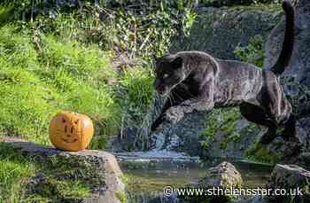 Sadness as Chester Zoo confirms shock death of popular jaguar - St Helens Star
