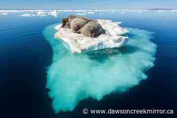 What are the impacts of climate change and global warming? - Dawson Creek Mirror