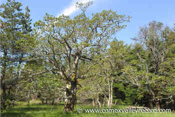 Garry oaks are popular nominees for Comox Valley Tree of the Year - Comox Valley Record