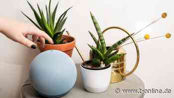 Im Alltag angekommen - Smart Speaker: Wie geht es mit der neuen Technik weiter?