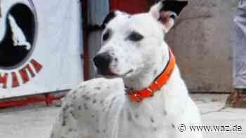 Fundtiere in Witten: Alle übersehen Mischling Raphael - WAZ News