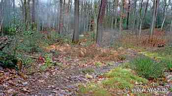 Witten: Menschen sollen derzeit die Wälder meiden - WAZ News