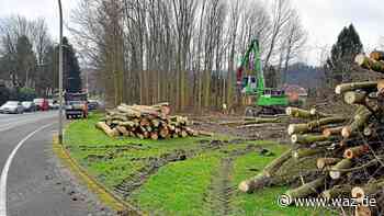 Bäume werden vor der Ruhrbrücke in Witten-Heven gefällt - WAZ News
