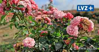 „Sachsenperle“ und „Duftrausch“ erobern das Feld: Bei Baumschule Müller in Oschatz ist Rosenzeit - Leipziger Volkszeitung