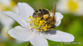 Klimawandel in Lindau bereits spürbar - SWR Aktuell