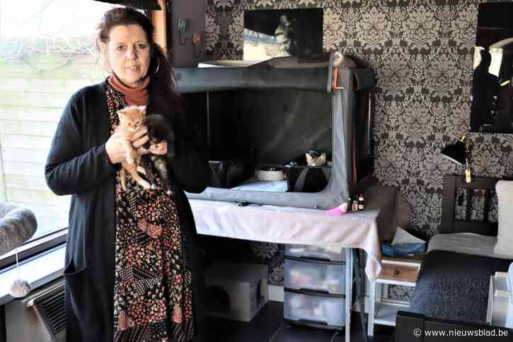 Poezenasiel haalde in Zelzate al honderden zwerfkatjes op: “Twee dierenartsen haakten al af omdat wij een ‘no kill’- beleid voeren”