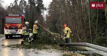 Sturmtief „Antonia“ wirft in Lindau mehrere Bäume um - Schwäbische
