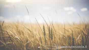 Coldiretti Vercelli-Biella – Ucraina: con guerra stop ad un terzo del grano mondiale - newsbiella.it