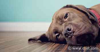 Dogs Grieve the Loss of Other Pets, Study Finds     - CNET