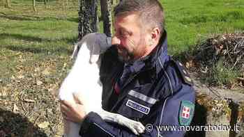 Vagava da giorni in valle: cane salvato dalla polizia a Galliate - NovaraToday