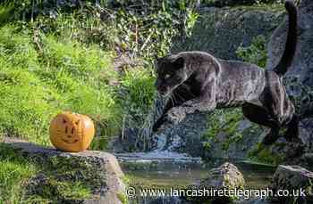 Sadness as Chester Zoo confirms shock death of popular jaguar