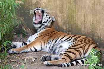 Tigerkatze "Nely" im Allwetterzoo eingeschläfert