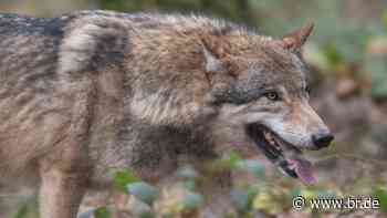 Wolf im Landkreis Erlangen-Höchstadt gesichtet - br.de