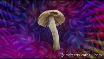 Shroom boom: Studies show 'magic mushrooms' can relieve severe depression