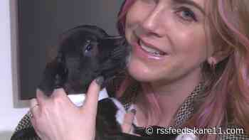 Pet advocates seek new state agency