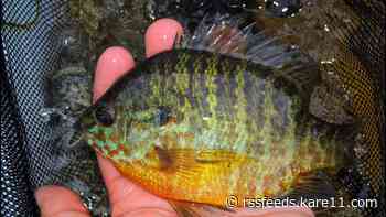 Sunfish limits lowered on more than 50 Minnesota lakes