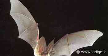 «Bat talk», incontro sui pipistrelli stasera a Vezzano - l'Adige