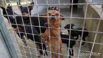 La SPA se prépare à des semaines difficiles - Epinal infos - Epinal Infos