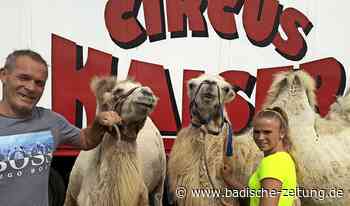 Diskussion um Zirkustiere geht weiter - Breisach - Badische Zeitung