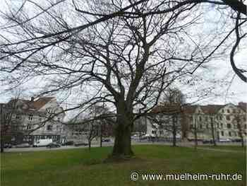 Fällung einer Rotbuche: