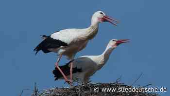 Erste Störche kehren dank Rückenwind nach Bayern zurück - Süddeutsche Zeitung - SZ.de