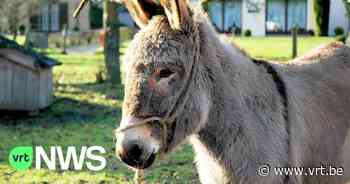 Zorgboerderij Tielt-Winge zoekt hulpgoederen voor Oekraïne en zorgt dat ze ter plaatse geraken - VRT NWS