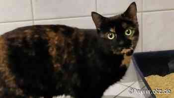 Katze Natascha aus Jena sucht ein neues Zuhause