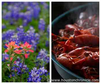 Editor's letter: Texas’ bluebonnet trail puts a spring in our step - Houston Chronicle