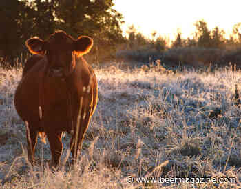 As spring calving approaches, essential to analyze BCS, adjust diets