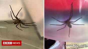 Hull docks: RSPCA officer describes Huntsman spider lunch box rescue - BBC.com
