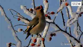 Naturerlebnis-Zentrum: Besuche der Döberitzer Heide sind rund ums Jahr ein Natur-Genuss | svz.de - svz – Schweriner Volkszeitung