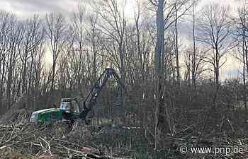 Kranke Bäume gefährden Menschen: Deshalb müssen sie weichen - Passauer Neue Presse - PNP.de