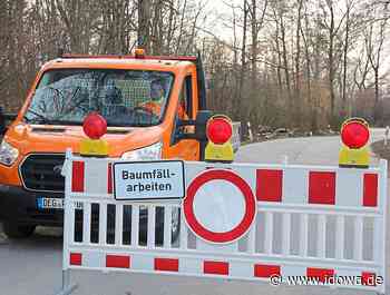 Eschentriebsterben - Betroffene Bäume in Plattling müssen gefällt werden - idowa